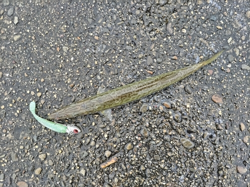 カマスの釣果