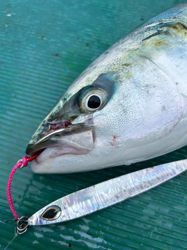 ハマチの釣果