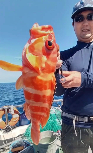 アカハタの釣果