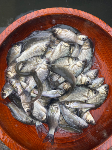 タイリクバラタナゴの釣果