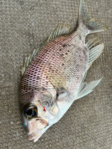 メイチダイの釣果