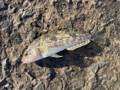 アイナメの釣果