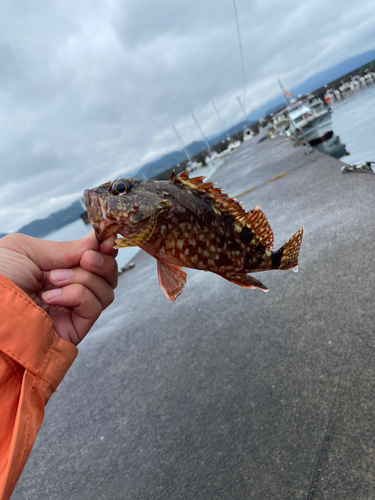 カサゴの釣果