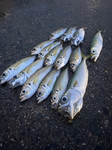 アジの釣果