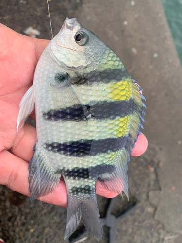 オヤビッチャの釣果