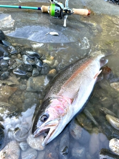 ニジマスの釣果