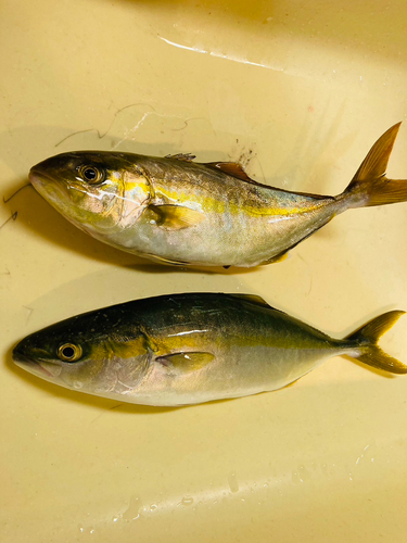 ショゴの釣果