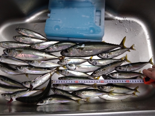 サバの釣果