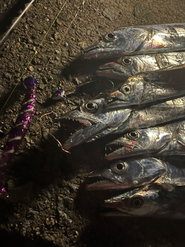 タチウオの釣果