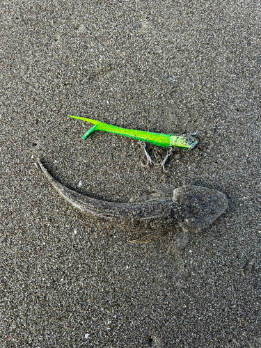 マゴチの釣果