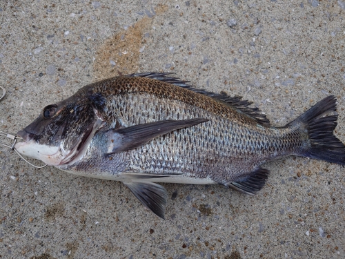 チヌの釣果