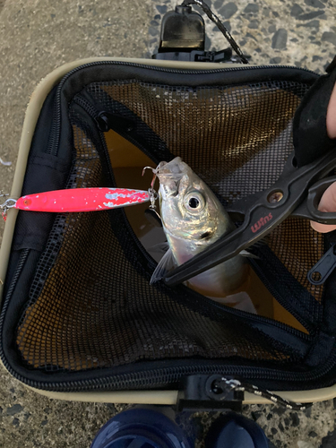 マアジの釣果