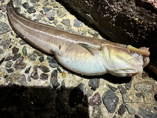 ゴンズイの釣果