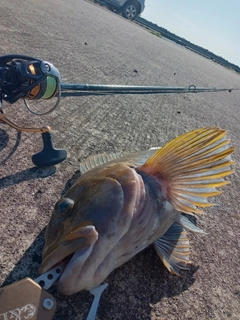 アイナメの釣果