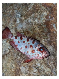 ゴマヒレキントキの釣果