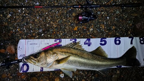 シーバスの釣果