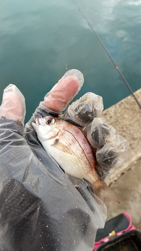 チャリコの釣果