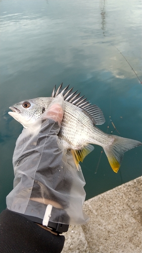 キビレの釣果