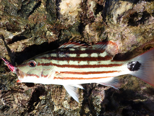 アミメフエダイの釣果