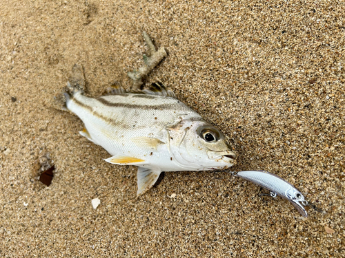 コトヒキの釣果