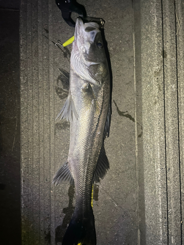 シーバスの釣果