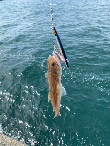 エソの釣果