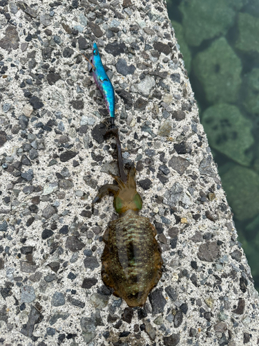 アオリイカの釣果