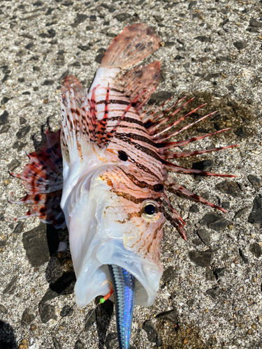 ミノカサゴの釣果