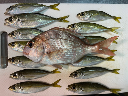 アジの釣果