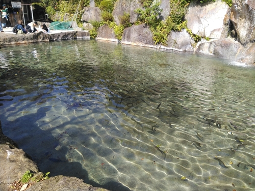 ニジマスの釣果