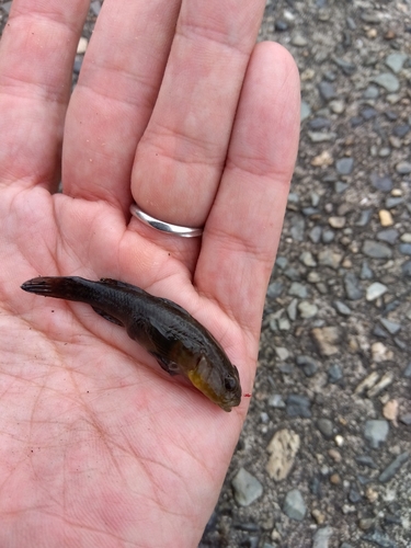 ヌマチチブの釣果