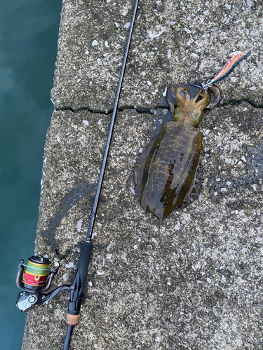 アオリイカの釣果