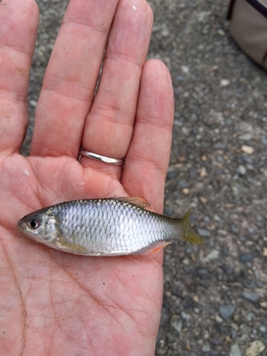 タナゴの釣果