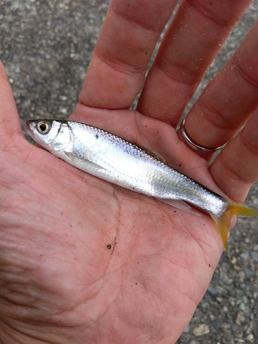 オイカワの釣果