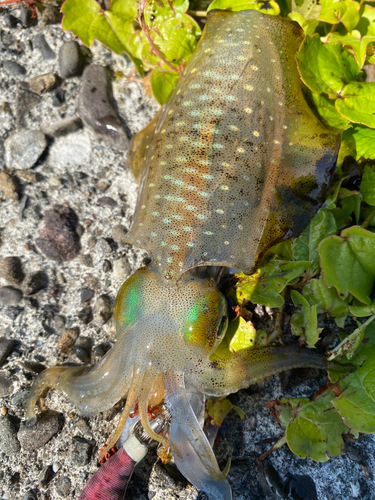 アオリイカの釣果