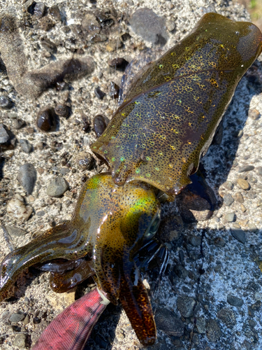 アオリイカの釣果