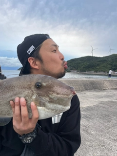 ウスバハギの釣果