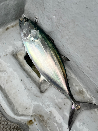 ビンチョウマグロの釣果