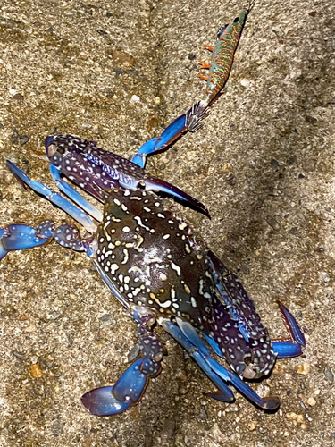 タイワンガザミの釣果