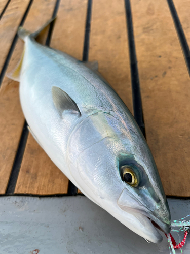 ヤズの釣果