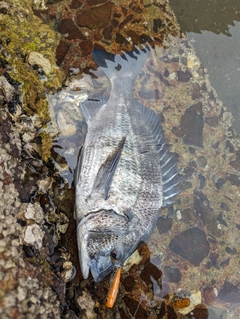 チヌの釣果