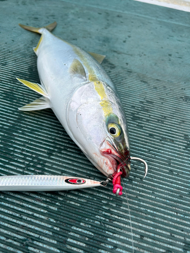 ハマチの釣果