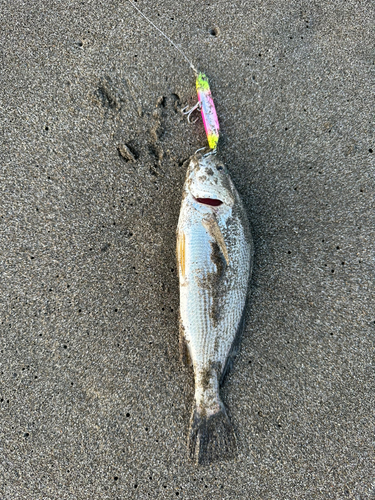 イシモチの釣果