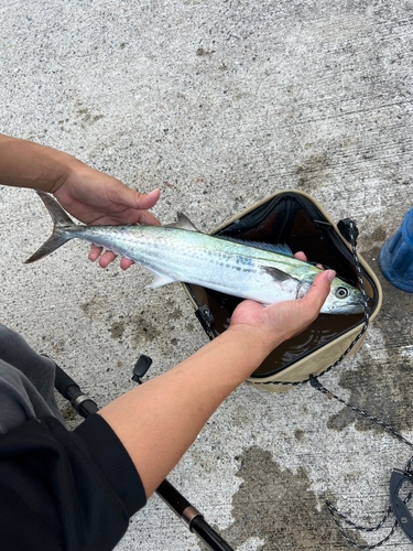 サゴシの釣果