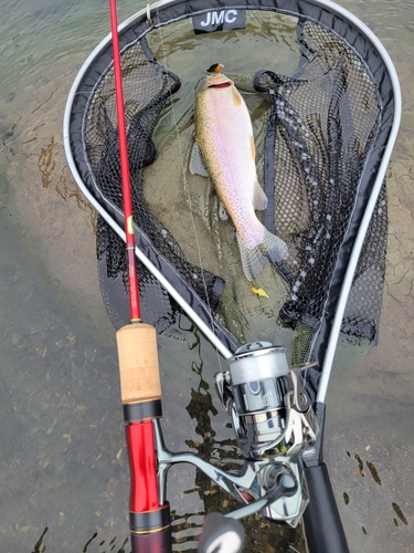 ニジマスの釣果