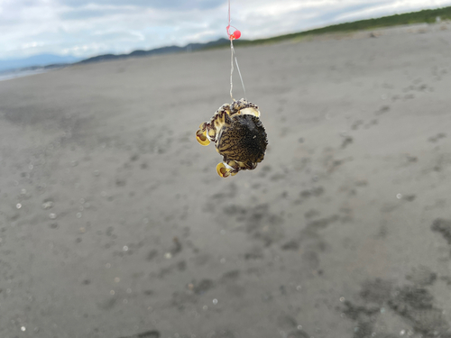 カニの釣果