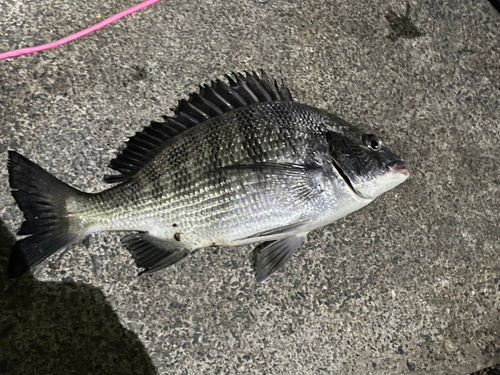 クロダイの釣果