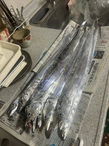 タチウオの釣果