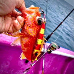 アヤメカサゴの釣果