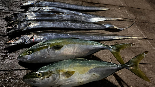 イナダの釣果